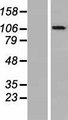 OGDHL Protein - Western validation with an anti-DDK antibody * L: Control HEK293 lysate R: Over-expression lysate
