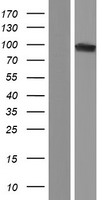 OGDHL Protein - Western validation with an anti-DDK antibody * L: Control HEK293 lysate R: Over-expression lysate