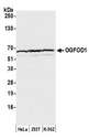 OGFOD1 Antibody - Detection of human OGFOD1 by western blot. Samples: Whole cell lysate (50 µg) from HeLa, HEK293T, and K-562 cells prepared using NETN lysis buffer. Antibody: Affinity purified rabbit anti-OGFOD1 antibody used for WB at 1:1000. Detection: Chemiluminescence with an exposure time of 10 seconds.
