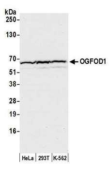 OGFOD1 Antibody - Detection of human OGFOD1 by western blot. Samples: Whole cell lysate (50 µg) from HeLa, HEK293T, and K-562 cells prepared using NETN lysis buffer. Antibody: Affinity purified rabbit anti-OGFOD1 antibody used for WB at 1:1000. Detection: Chemiluminescence with an exposure time of 10 seconds.