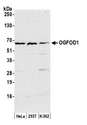 OGFOD1 Antibody - Detection of human OGFOD1 by western blot. Samples: Whole cell lysate (50 µg) from HeLa, HEK293T, and K-562 cells prepared using NETN lysis buffer. Antibody: Affinity purified rabbit anti-OGFOD1 antibody used for WB at 1:1000. Detection: Chemiluminescence with an exposure time of 3 minutes.