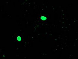 OGFOD1 Antibody - Anti-OGFOD1 mouse monoclonal antibody immunofluorescent staining of COS7 cells transiently transfected by pCMV6-ENTRY OGFOD1.