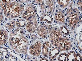 OGFOD1 Antibody - IHC of paraffin-embedded Human Kidney tissue using anti-OGFOD1 mouse monoclonal antibody. (Heat-induced epitope retrieval by 10mM citric buffer, pH6.0, 100C for 10min).