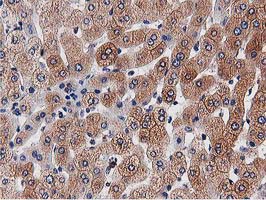 OGFOD1 Antibody - IHC of paraffin-embedded Human liver tissue using anti-OGFOD1 mouse monoclonal antibody. (Heat-induced epitope retrieval by 10mM citric buffer, pH6.0, 100C for 10min).