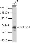 OGFOD1 Antibody - Western blot analysis of extracts of HeLa cells using OGFOD1 Polyclonal Antibody at dilution of 1:1000.