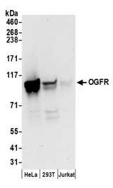 OGFR Antibody - Detection of human OGFR by western blot. Samples: Whole cell lysate (50 µg) from HeLa, HEK293T, and Jurkat cells prepared using NETN lysis buffer. Antibodies: Affinity purified rabbit anti-OGFR antibody used for WB at 0.1 µg/ml. Detection: Chemiluminescence with an exposure time of 30 seconds.