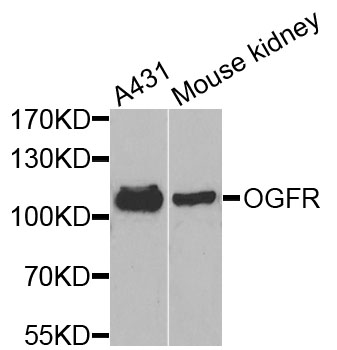 OGFR Antibody - Western blot analysis of extracts of various cells.