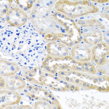 OGFR Antibody - Immunohistochemistry of paraffin-embedded rat kidney tissue.