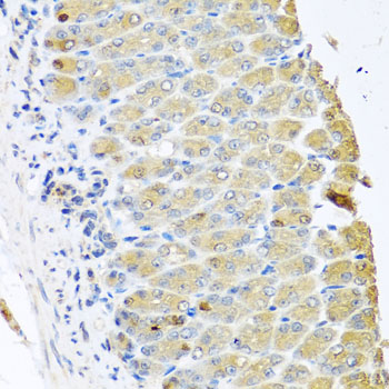 OGFR Antibody - Immunohistochemistry of paraffin-embedded mouse stomach tissue.