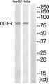 OGFR Antibody - Western blot analysis of extracts from HeLa cells and HepG2 cells, using OGFR antibody.