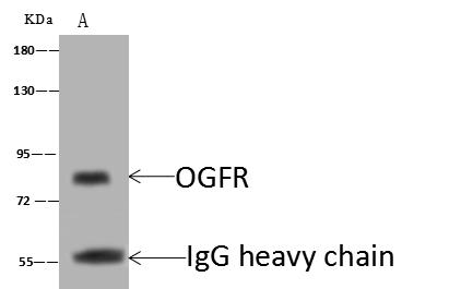 OGFR Antibody - OGFR was immunoprecipitated using: Lane A: 0.5 mg HepG2 Whole Cell Lysate. 4 uL anti-OGFR rabbit polyclonal antibody and 60 ug of Immunomagnetic beads Protein A/G. Primary antibody: Anti-OGFR rabbit polyclonal antibody, at 1:100 dilution. Secondary antibody: Goat Anti-Rabbit IgG (H+L)/HRP at 1/10000 dilution. Developed using the ECL technique. Performed under reducing conditions. Predicted band size: 73 kDa. Observed band size: 90 kDa.