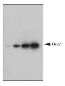 OGG1 Antibody - 1, 5, 10 ng titration of human recombinant Ogg1 protein, detected by Ogg1  (8-Oxoguanine DNA-Glycosylase) Antibody.  This image was taken for the unconjugated form of this product. Other forms have not been tested.