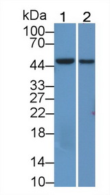 OGG1 Antibody - Western Blot; Sample: Recombinant protein.