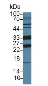 OGG1 Antibody - Western Blot; Sample: Porcine Kidney lysate; Primary Ab: 2µg/ml Rabbit Anti-Human OGG1 Antibody Second Ab: 0.2µg/mL HRP-Linked Caprine Anti-Rabbit IgG Polyclonal Antibody