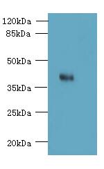 OGG1 Antibody - Western blot. All lanes: OGG1 antibody at 6 ug/ml+ HeLa whole cell lysate Goat polyclonal to rabbit at 1:10000 dilution. Predicted band size: 39 kDa. Observed band size: 39 kDa.