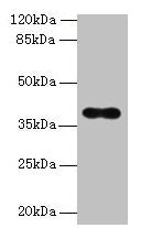 OGG1 Antibody - Western blot All lanes: OGG1 antibody at 6µg/ml + Hela whole cell lysate Secondary Goat polyclonal to rabbit IgG at 1/10000 dilution Predicted band size: 39, 37, 46, 48, 40, 23, 41 kDa Observed band size: 39 kDa