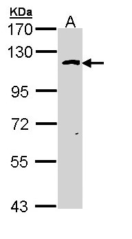 OGT / O-GLCNAC Antibody - Sample (30 ug of whole cell lysate). A: Hela. 7.5% SDS PAGE. OGT / O-GLCNAC antibody diluted at 1:1000