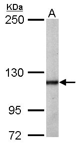 OGT / O-GLCNAC Antibody - Sample (50 ug of whole cell lysate). A: Mouse brain. 5% SDS PAGE. OGT / O-GLCNAC antibody diluted at 1:1000.