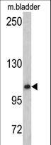 OGT / O-GLCNAC Antibody - Western blot of OGT antibody in mouse bladder tissue lysates (35 ug/lane). OGT (arrow) was detected using the purified antibody.
