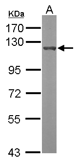 OGT / O-GLCNAC Antibody - Sample (50 ug of whole cell lysate). A: Mouse brain. 7.5% SDS PAGE. OGT / O-GLCNAC antibody diluted at 1:1000.