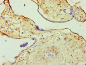 OGT / O-GLCNAC Antibody - Immunohistochemistry of paraffin-embedded human placenta tissue using antibody at 1:100 dilution.  This image was taken for the unconjugated form of this product. Other forms have not been tested.