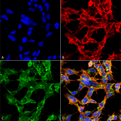OGT / O-GLCNAC Antibody - Immunocytochemistry/Immunofluorescence analysis using Mouse Anti-O-GlcNAc Monoclonal Antibody, Clone 9H6. Tissue: Embryonic kidney epithelial cell line (HEK293). Species: Human. Fixation: 5% Formaldehyde for 5 min. Primary Antibody: Mouse Anti-O-GlcNAc Monoclonal Antibody  at 1:50 for 30-60 min at RT. Secondary Antibody: Goat Anti-Mouse Alexa Fluor 488 at 1:1500 for 30-60 min at RT. Counterstain: Phalloidin Alexa Fluor 633 F-Actin stain; DAPI (blue) nuclear stain at 1:250, 1:50000 for 30-60 min at RT. Magnification: 20X (2X Zoom). (A) DAPI (blue) nuclear stain. (B) Phalloidin Alexa Fluor 633 F-Actin stain. (C) O-GlcNAc Antibody (D) Composite. Courtesy of: Dr. Robert Burke, University of Victoria.