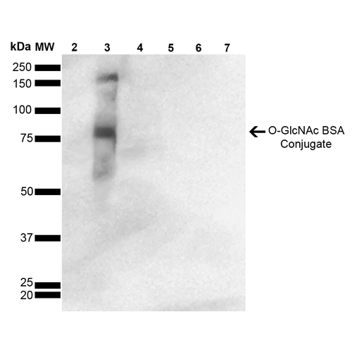 OGT / O-GLCNAC Antibody - Western Blot analysis of GlcNAc-BSA Conjugate showing detection of 67 kDa O-GlcNAc protein using Mouse Anti-O-GlcNAc Monoclonal Antibody, Clone 9H6. Lane 1: Molecular Weight Ladder (MW). Lane 2: BSA. Lane 3: GlcNAc-BSA. Lane 4: GalNAc-BSA. Lane 5: Galactose-BSA. Lane 6: Glucose-BSA. Lane 7: Citrulline-BSA. Load: 2.0 µg. Block: 5% Skim Milk in TBST. Primary Antibody: Mouse Anti-O-GlcNAc Monoclonal Antibody  at 1:1000 for 2 hours at RT. Secondary Antibody: Goat Anti-Mouse IgG: HRP at 1:2000 for 60 min at RT. Color Development: ECL solution for 5 min in RT. Predicted/Observed Size: 67 kDa.