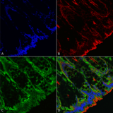 OGT / O-GLCNAC Antibody - Immunohistochemistry analysis using Mouse Anti-O-GlcNAc Monoclonal Antibody, Clone 9H6. Tissue: colon. Species: Mouse. Fixation: Formalin fixed, paraffin embedded. Primary Antibody: Mouse Anti-O-GlcNAc Monoclonal Antibody  at 1:25 for 1 hour at RT. Secondary Antibody: Goat Anti-Mouse IgG: Alexa Fluor 488. Counterstain: Actin-binding Phalloidin-Alexa Fluor 633; DAPI (blue) nuclear stain. Magnification: 63X. (A) DAPI (blue) nuclear stain. (B) Citrulline Antibody (C) Composite.