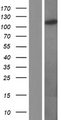 OGT / O-GLCNAC Protein - Western validation with an anti-DDK antibody * L: Control HEK293 lysate R: Over-expression lysate