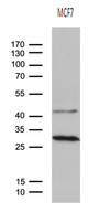 OIP5 Antibody - Western blot analysis of MCF7 cell lysate. (35ug) by using anti-OIP5 monoclonal antibody. (1:500)