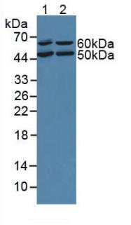 OIT3 Antibody - Western Blot; Sample: Lane1: Mouse Liver Tissue; Lane2: Rat Liver Tissue.