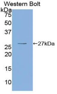 OIT3 Antibody - Western blot of recombinant OIT3.