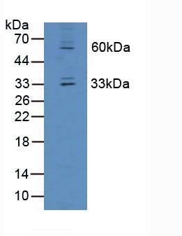 OIT3 Antibody - Western Blot; Sample: Mouse Liver Tissue.