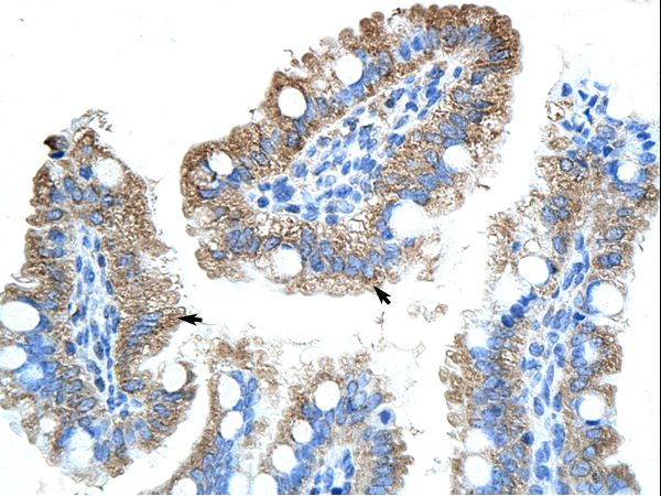 OLA1 Antibody - OLA1 / GTPBP9 antibody ARP40744_P050-NP_037473-GTPBP9 (GTP-binding protein 9 (putative)) Antibody was used in IHC to stain formalin-fixed, paraffin-embedded human intestine.  This image was taken for the unconjugated form of this product. Other forms have not been tested.