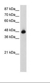 OLA1 Antibody - HepG2 Cell Lysate.  This image was taken for the unconjugated form of this product. Other forms have not been tested.