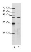 OLA1 Antibody - A: Marker, B: HepG2 Cell Lysate.  This image was taken for the unconjugated form of this product. Other forms have not been tested.
