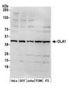 OLA1 Antibody - Detection of human and mouse OLA1 by western blot. Samples: Whole cell lysate (50 µg) from HeLa, HEK293T, Jurkat, mouse TCMK-1, and mouse NIH 3T3 cells prepared using NETN lysis buffer. Antibody: Affinity purified rabbit anti-OLA1 antibody used for WB at 0.1 µg/ml. Detection: Chemiluminescence with an exposure time of 10 seconds.