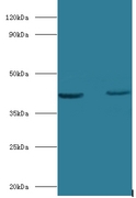 OLA1 Antibody - Western blot of Obg-like ATPase 1 antibody at 2 ug/ml lane 1: HepG2 whole cell lysate lane 2: mouse stomach tissue Secondary.  This image was taken for the unconjugated form of this product. Other forms have not been tested.