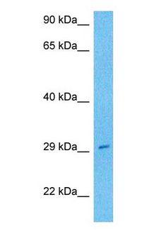 OLA1 Antibody - Western blot of OLA1 Antibody with human MCF7 Whole Cell lysate.  This image was taken for the unconjugated form of this product. Other forms have not been tested.