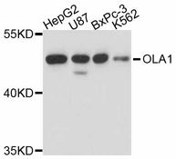 OLA1 Antibody - Western blot analysis of extracts of various cell lines, using OLA1 antibody at 1:1000 dilution. The secondary antibody used was an HRP Goat Anti-Rabbit IgG (H+L) at 1:10000 dilution. Lysates were loaded 25ug per lane and 3% nonfat dry milk in TBST was used for blocking. An ECL Kit was used for detection and the exposure time was 30s.
