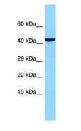 OLFM1 Antibody - AMY / OLFM1 antibody Western Blot of Fetal Brain.  This image was taken for the unconjugated form of this product. Other forms have not been tested.