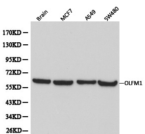 OLFM1 Antibody - Western blot of OLFM1 pAb in extracts from mouse brain tissue,MCF7,A549 and SW480 cells.