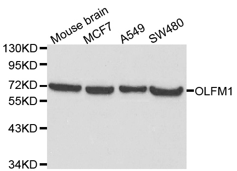 OLFM1 Antibody - Western blot analysis of extracts of various cell lines, using OLFM1 antibody at 1:1000 dilution. The secondary antibody used was an HRP Goat Anti-Rabbit IgG (H+L) at 1:10000 dilution. Lysates were loaded 25ug per lane and 3% nonfat dry milk in TBST was used for blocking.