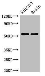 OLFM1 Antibody - Positive WB detected in:NIH/3T3 whole cell lysate,Mouse brain tissue;All lanes:OLFM1 antibody at 2.5?g/ml;Secondary;Goat polyclonal to rabbit IgG at 1/50000 dilution;Predicted band size: 56,18,55,16,53 KDa;Observed band size: 56 KDa;