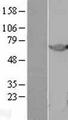 OLFM1 Protein - Western validation with an anti-DDK antibody * L: Control HEK293 lysate R: Over-expression lysate