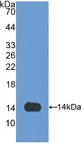 OLFM4 / Olfactomedin 4 Antibody - Western Blot; Sample: Recombinant OLFM4, Rat.