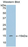 OLFM4 / Olfactomedin 4 Antibody - Western blot of recombinant OLFM4 / Olfactomedin 4.  This image was taken for the unconjugated form of this product. Other forms have not been tested.