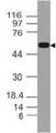 OLFM4 / Olfactomedin 4 Antibody - Fig-1: Western blot analysis of Olfactomedin-4. Anti-Olfactomedin-4 antibody was used at 2 µg/ml on h Stomach lysate.