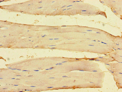 OLFML1 Antibody - Immunohistochemistry of paraffin-embedded human skeletal muscle tissue using OLFML1 Antibody at dilution of 1:100