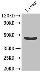 OLFML1 Antibody - Western Blot Positive WB detected in: Mouse liver tissue All lanes: OLFML1 antibody at 20µg/ml Secondary Goat polyclonal to rabbit IgG at 1/50000 dilution Predicted band size: 46 kDa Observed band size: 46 kDa